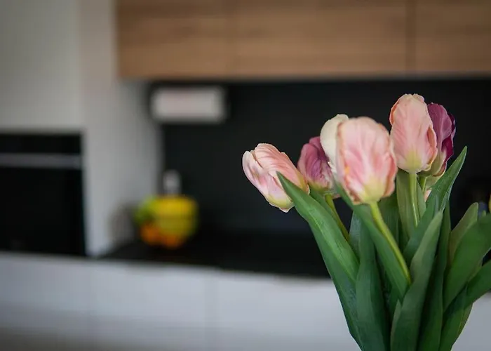 Velo & Wohnen -neu- Elektroraeder Inklusive-sauna-moselblick